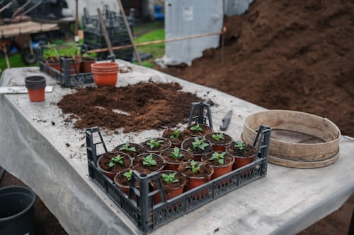 🌱 ¡Descubre las Mejores Bandejas de Siembra y Drenaje! 🏆👉 ¡Imprescindibles!