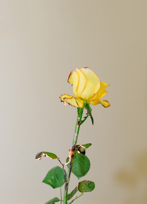 🌹 ¡Descubre los asombrosos beneficios de plantar esa rosa que te ...