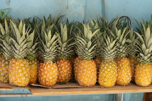 🌟 7 Sorprendentes Beneficios de Recoger Piñas en Casa 🏡🍍 ¡Descúbrelos!