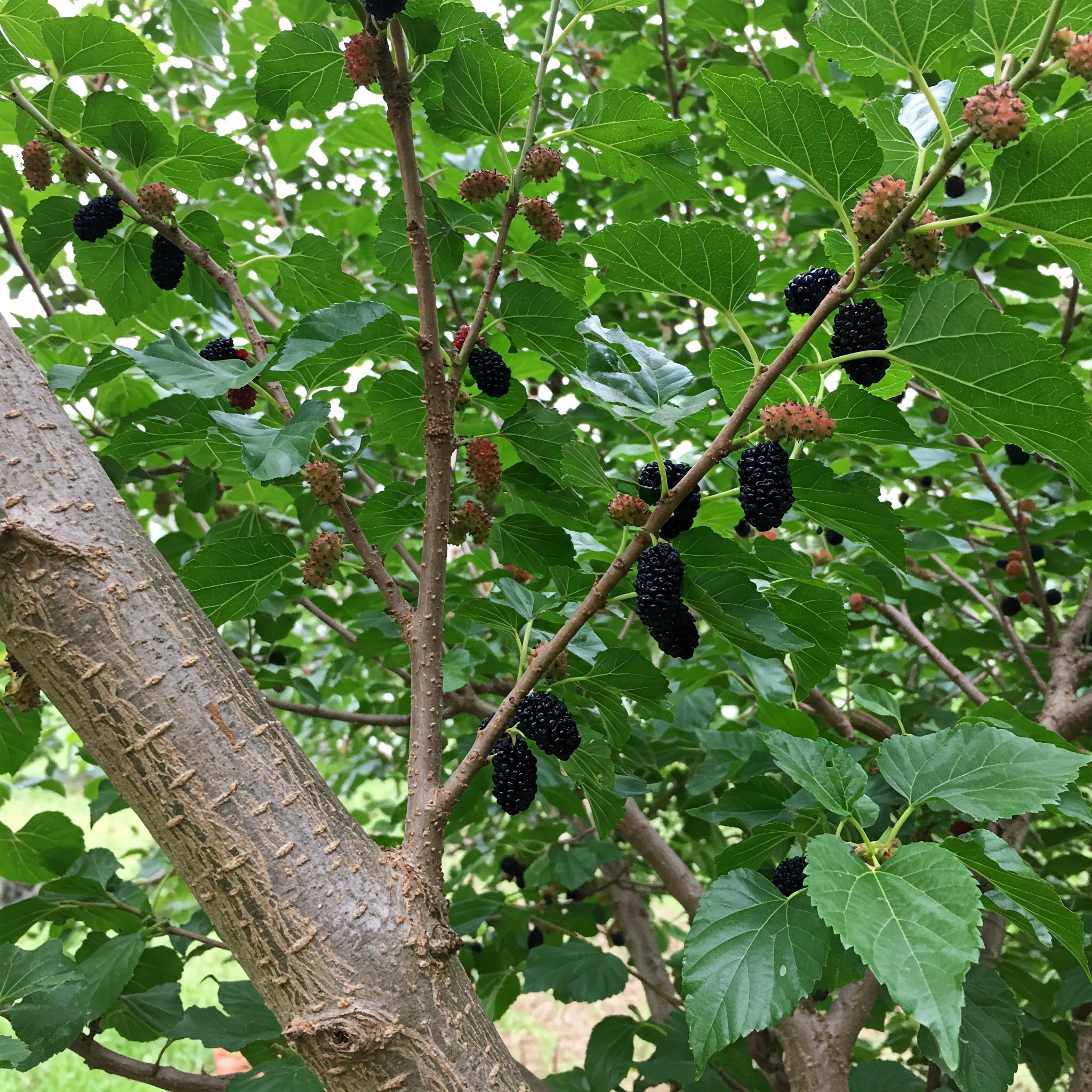 🌳 ¡Descubre las Sorprendentes Características de la Morera! 🍃✨