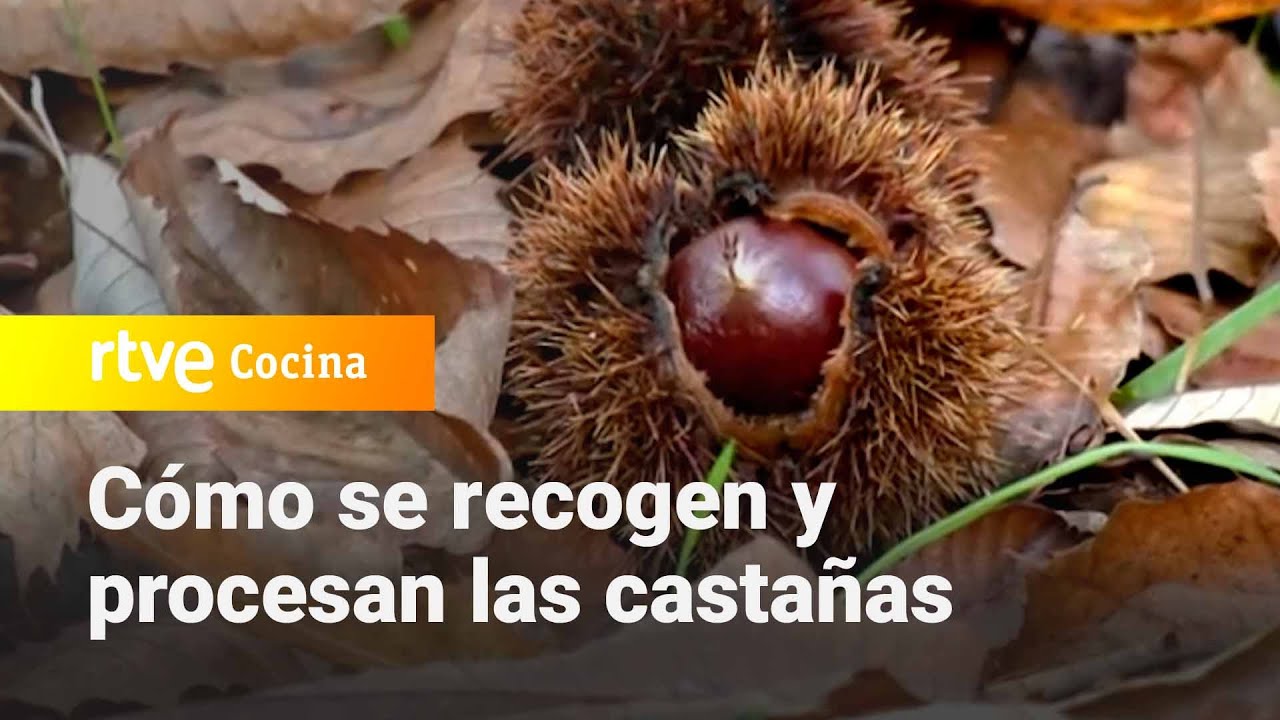 ¡Descubre cómo las Castañas transforman la Cocina en el Turismo de Cine! 🍂🎬