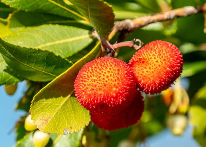 🌟 ¡Descubre las Fascinantes Características del Madroño en la Mitología! 🍃