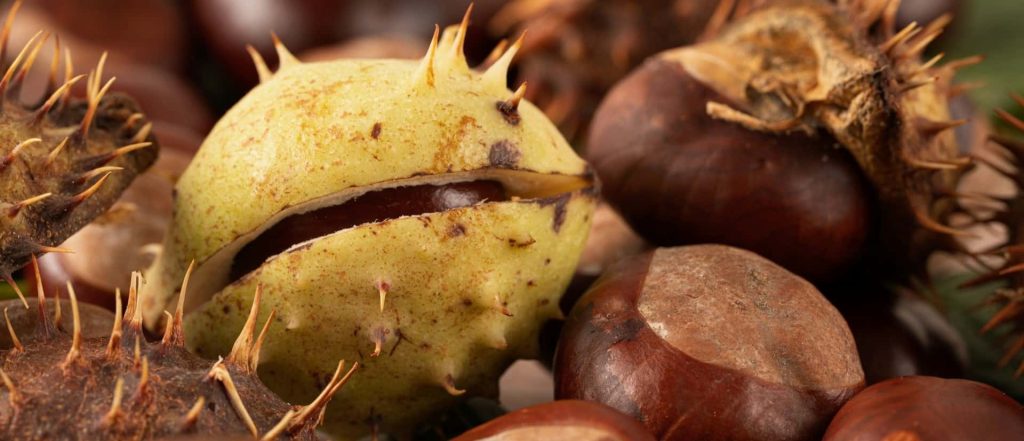 🌰 ¡Descubre el Fascinante Ciclo de Vida de las Castañas! 🌳