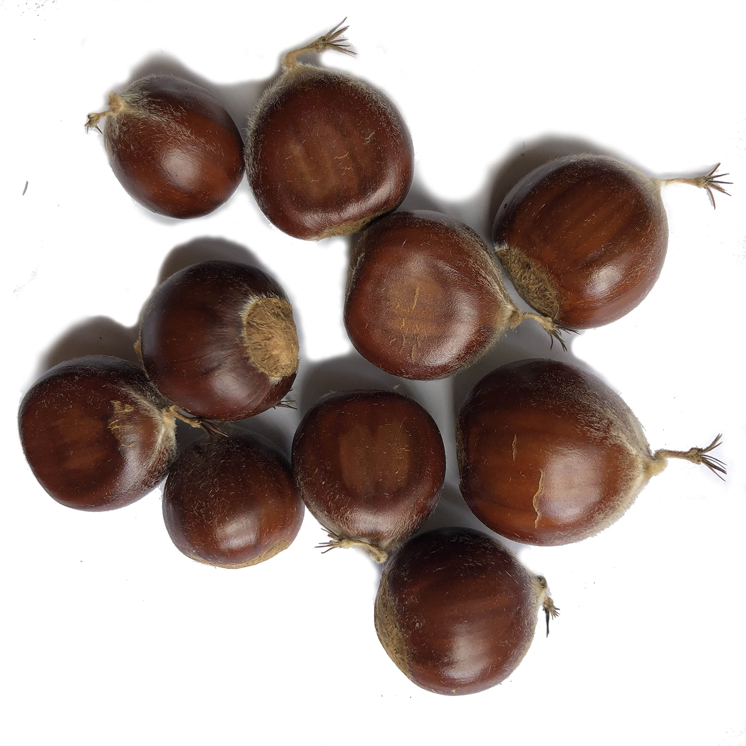 🌰 ¡Descubre el Secreto Detrás de la Producción del Castaño Semilla! 🚀