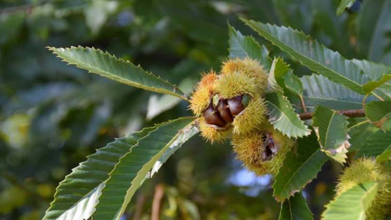 🌰 ¡Descubre la Guía Definitiva para Plantar y Cuidar Castanea Sativa! 🌳