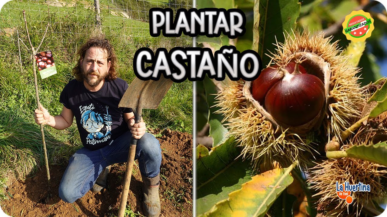 🌰 ¡Descubre Todo sobre el Castaño! 🌟 Preguntas Frecuentes Resueltas 🤔