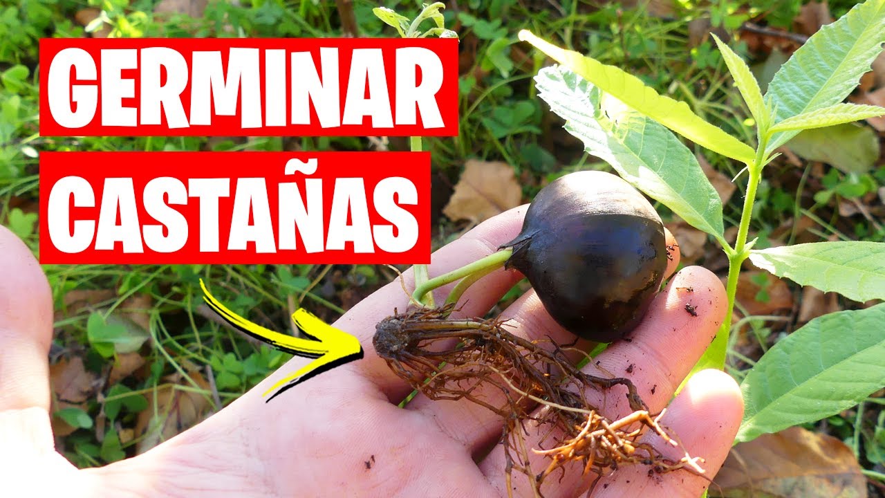 🌱 ¡Castaño desde la Semilla! ⏳ Tiempo Clave para Germinar y Crecer 🌳