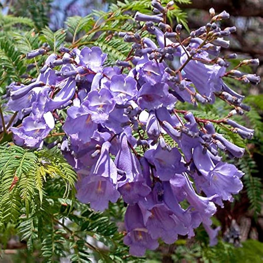 🌱 ¡Descubre el Almacenamiento Ideal para Semillas de Jacarandá! 🌳💚