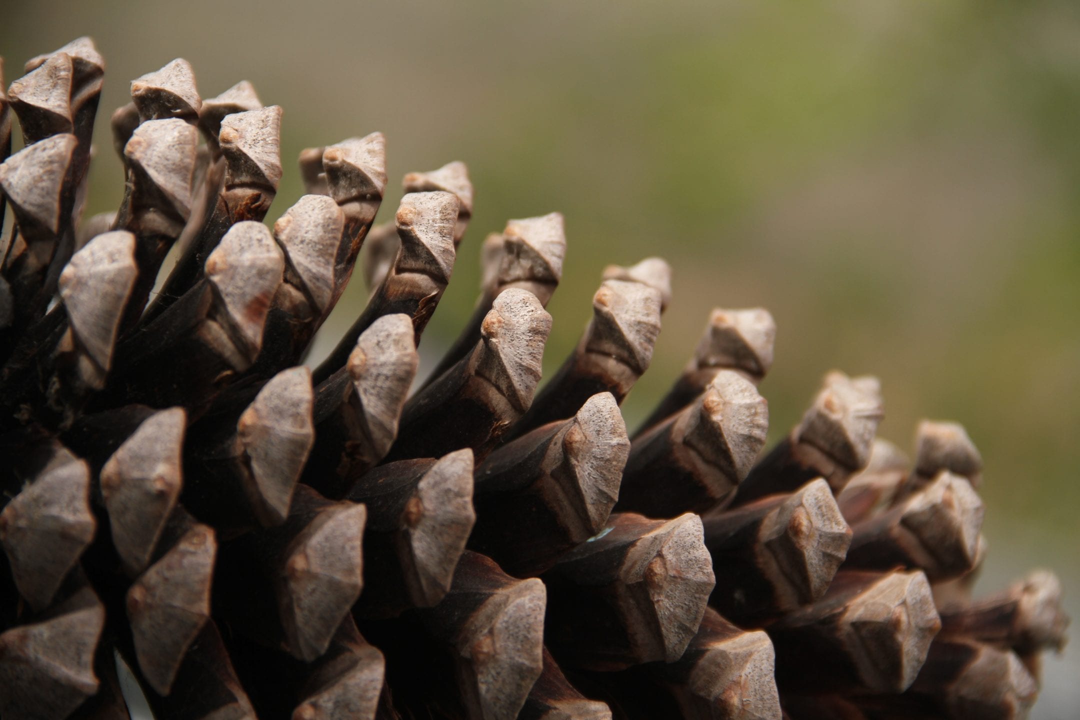 🌲 ¡Descubre la clave para la Adaptación de Piñas de Pino en Cualquier ...