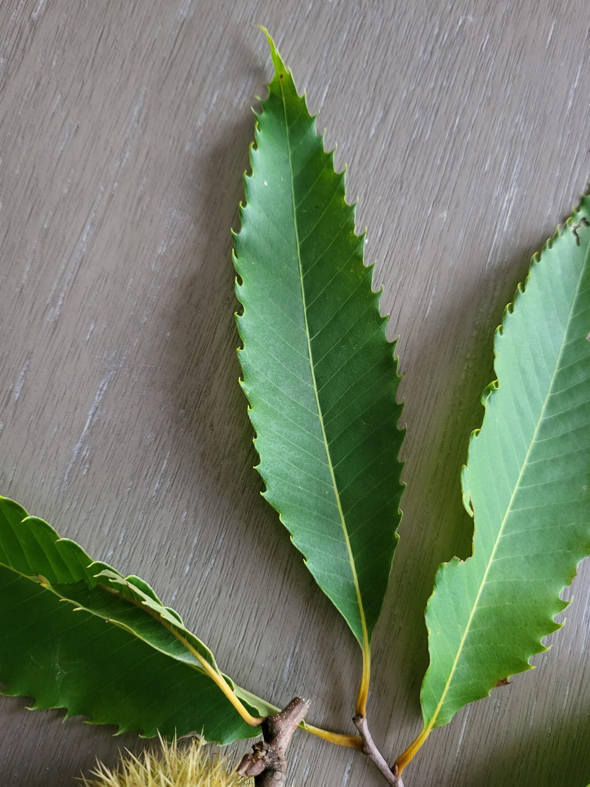 🌳 ¡Castaño Americano vs Europeo! Descubre cómo propagarlos fácil 💚