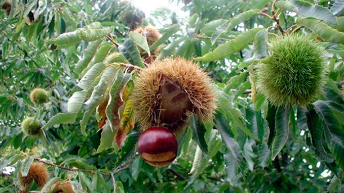 🌳 ¡Descubre el Asombroso Crecimiento del Castaño Americano! 🌱