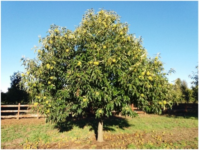 🌳 ¡Descubre el Castaño! Variedades y Crecimiento Revelados 🌱