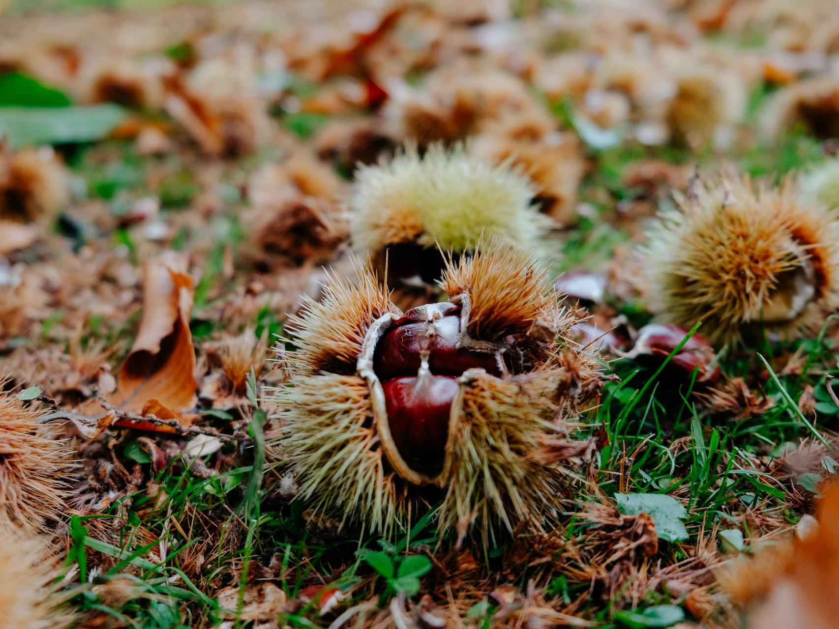 🌳 ¡Descubre las Mejores Variedades de Castaño Compatibles! 🍂