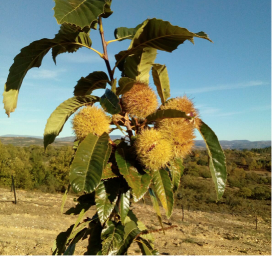 🌳 ¡Descubre por qué el castaño Tarda en Dar Frutos! 🍂 ¡Sorpresas!