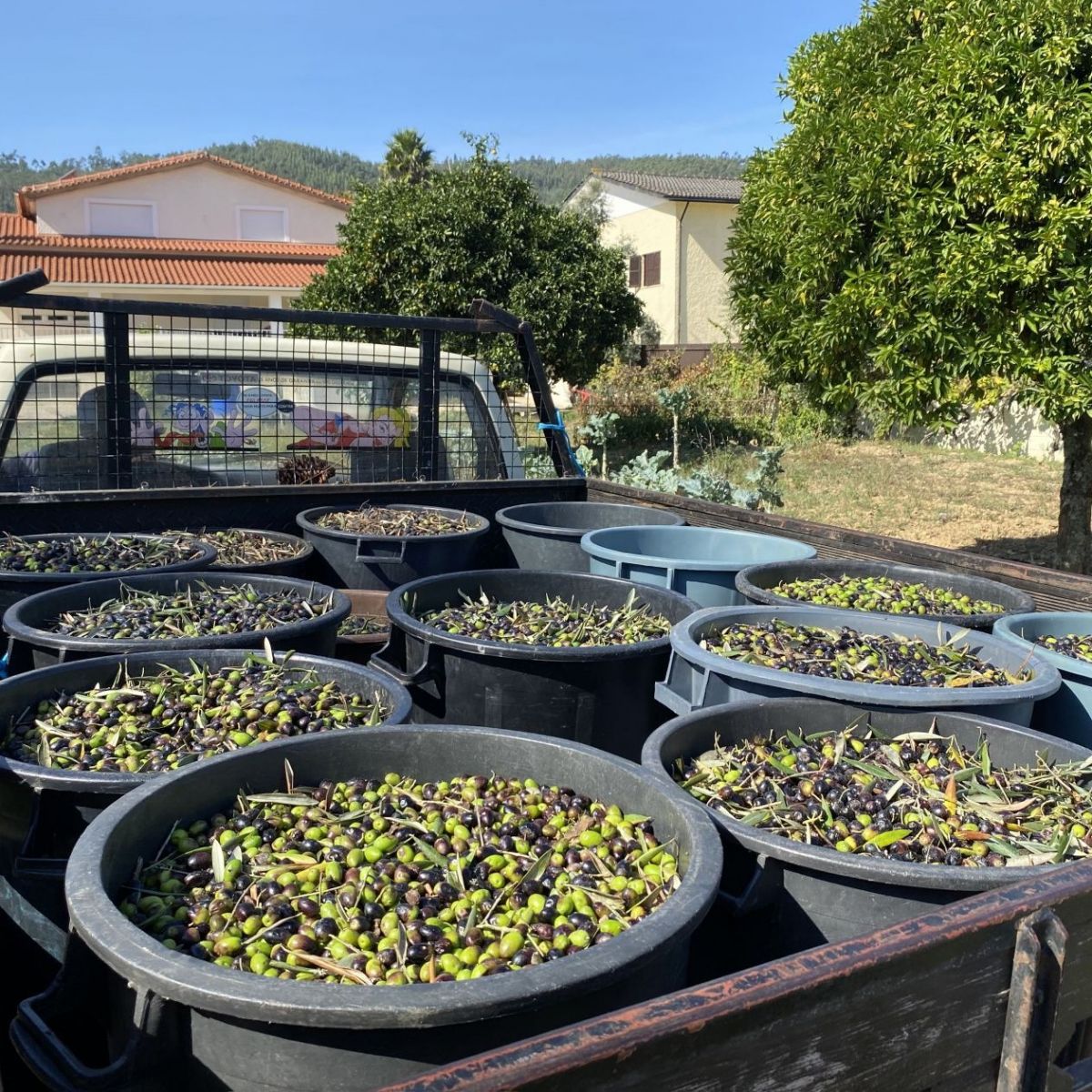 🌳 ¡Cosecha Aceitunas de Mi Propio Árbol y Disfruta del Sabor! 🫒💚