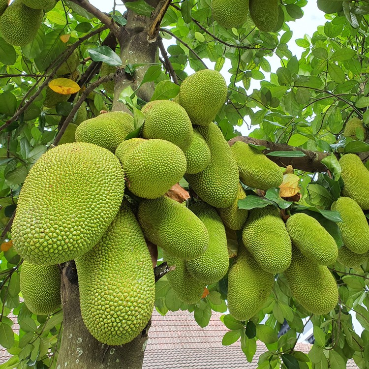 🌳 ¡Descubre las Sorprendentes Características del Árbol de Yaca! 🍈🚀
