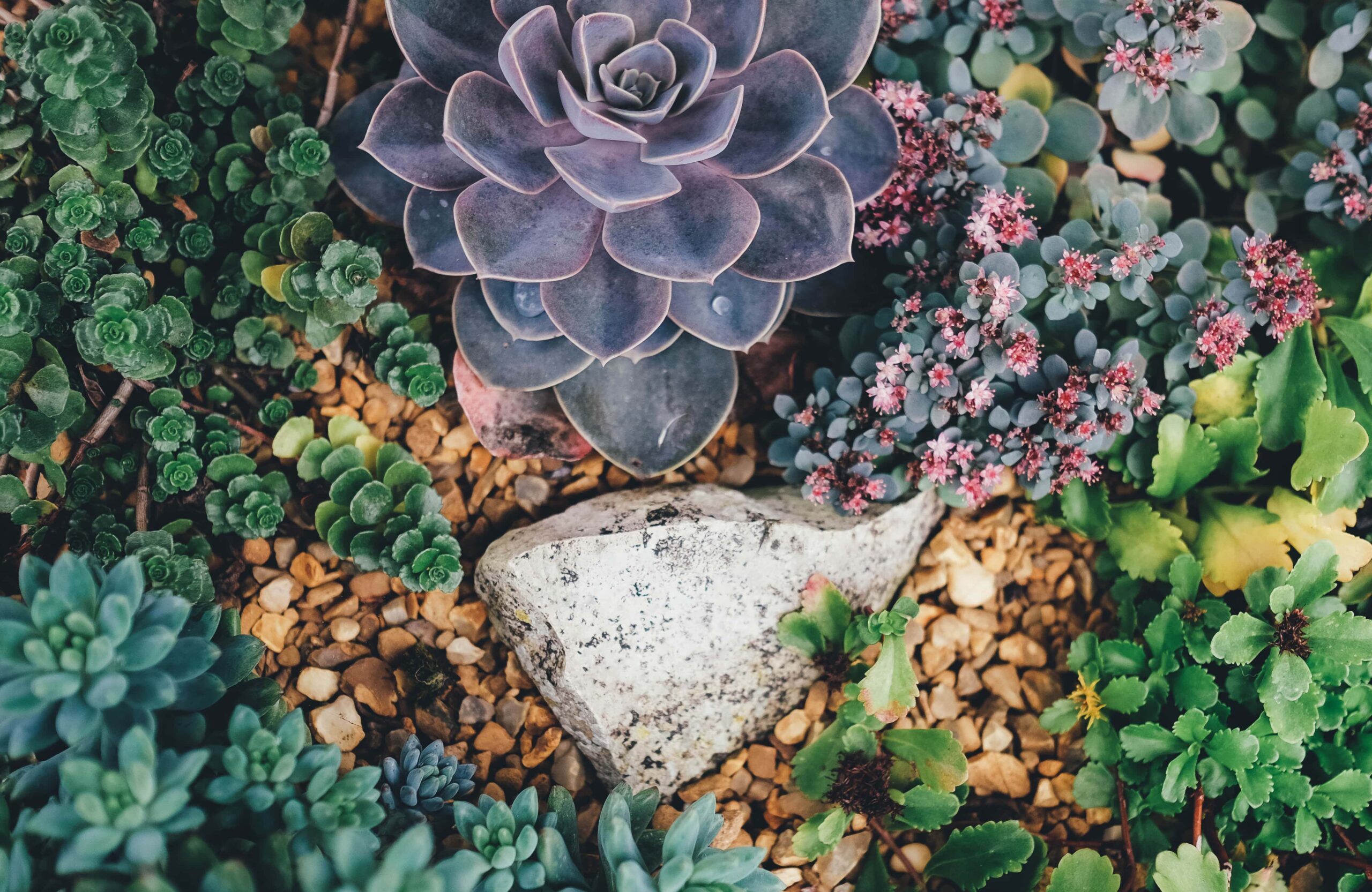 🌵 ¡Descubre la Mejor Combinación de Cactus y Suculentas para Tu Jardín! 🌿💚