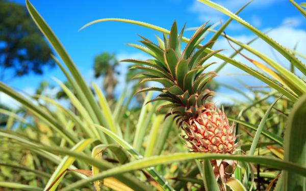 🌿 ¡Descubre el COLOR de las hojas de la piña y riega como un experto! 💧