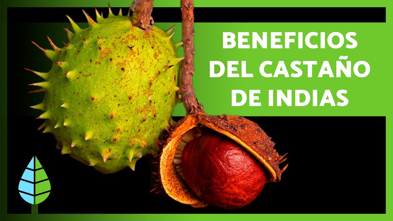 🌿 Descubre el Poder del Castaño de Indias en Fitoterapia 🌟