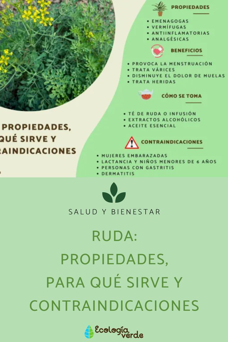 🌿 ¡Descubre las 🌟 Características de una Ruda Saludable que Impactan! 🌱
