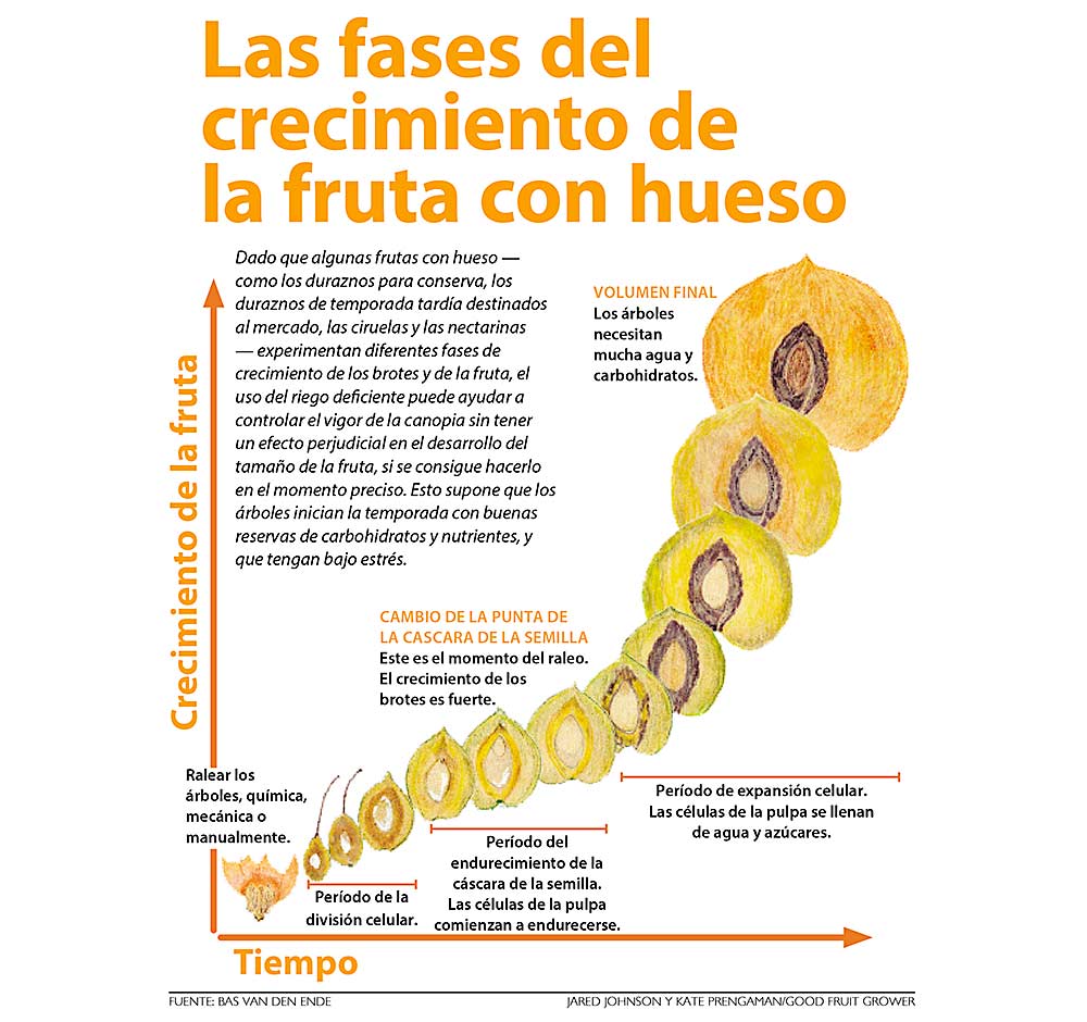 🍈 ¡Descubre el Secreto! Calidad de la Fruta vs. Tiempo de Fructificación 🌱