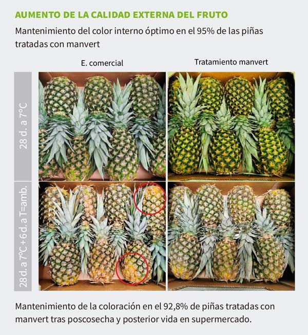 🍍 ¡Descubre el Ciclo de la Piña en la Producción Comercial! 🌱