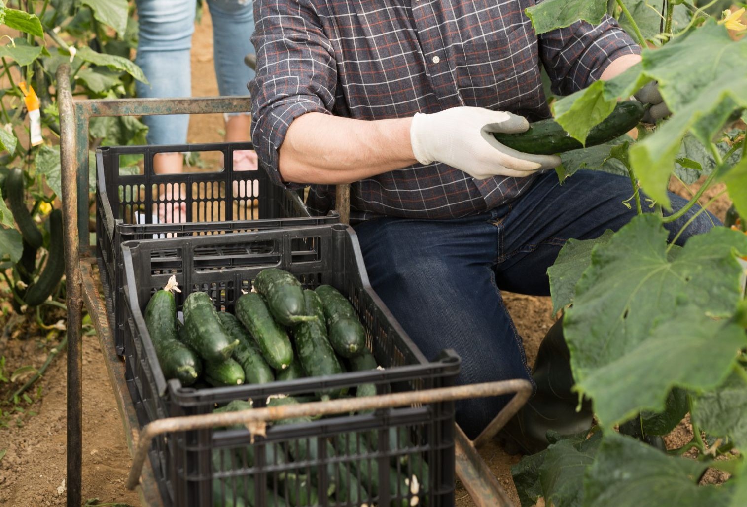 Tu 🗄️ ¡Descubre los Secretos del Almacenamiento de Pepinos! 🥒 Preserva Tu ...