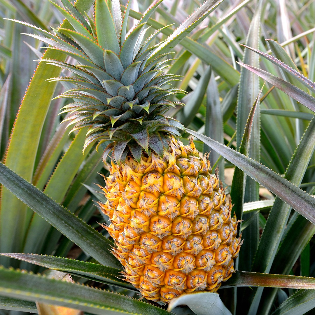 ¡😱 A qué TEMP. regar tu PIÑA? (Truco 🍍)