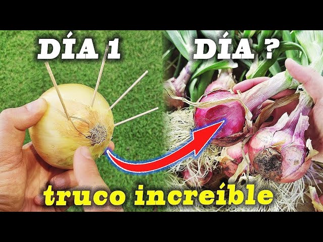 ¡😱 Abonar Cebollas: Guía DEFINITIVA (Trucos PRO!) 🧅