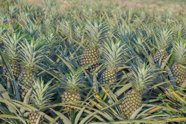 🌴⚠️ ¡Cosecha de Piñas en Climas Extremos! 5 Advertencias Clave ⏳🍍